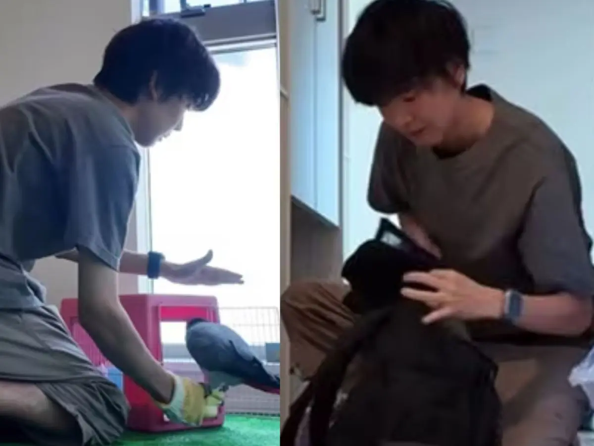 'My priority was getting my pets...': Japanese man grabs pets, flees during mid-breakfast after tsunami warning - WATCH