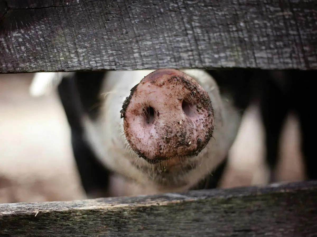 How dead pigs in human clothes are helping solve a major murder mystery in Mexico