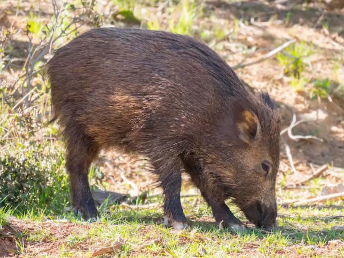 Chacoan Peccary