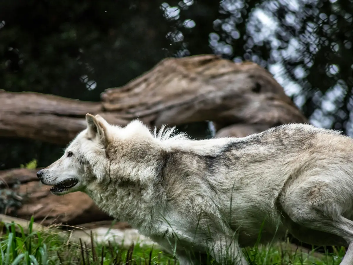 Sound of a married couple fighting is being used to scare wolves in US. 'Humans are bad...'