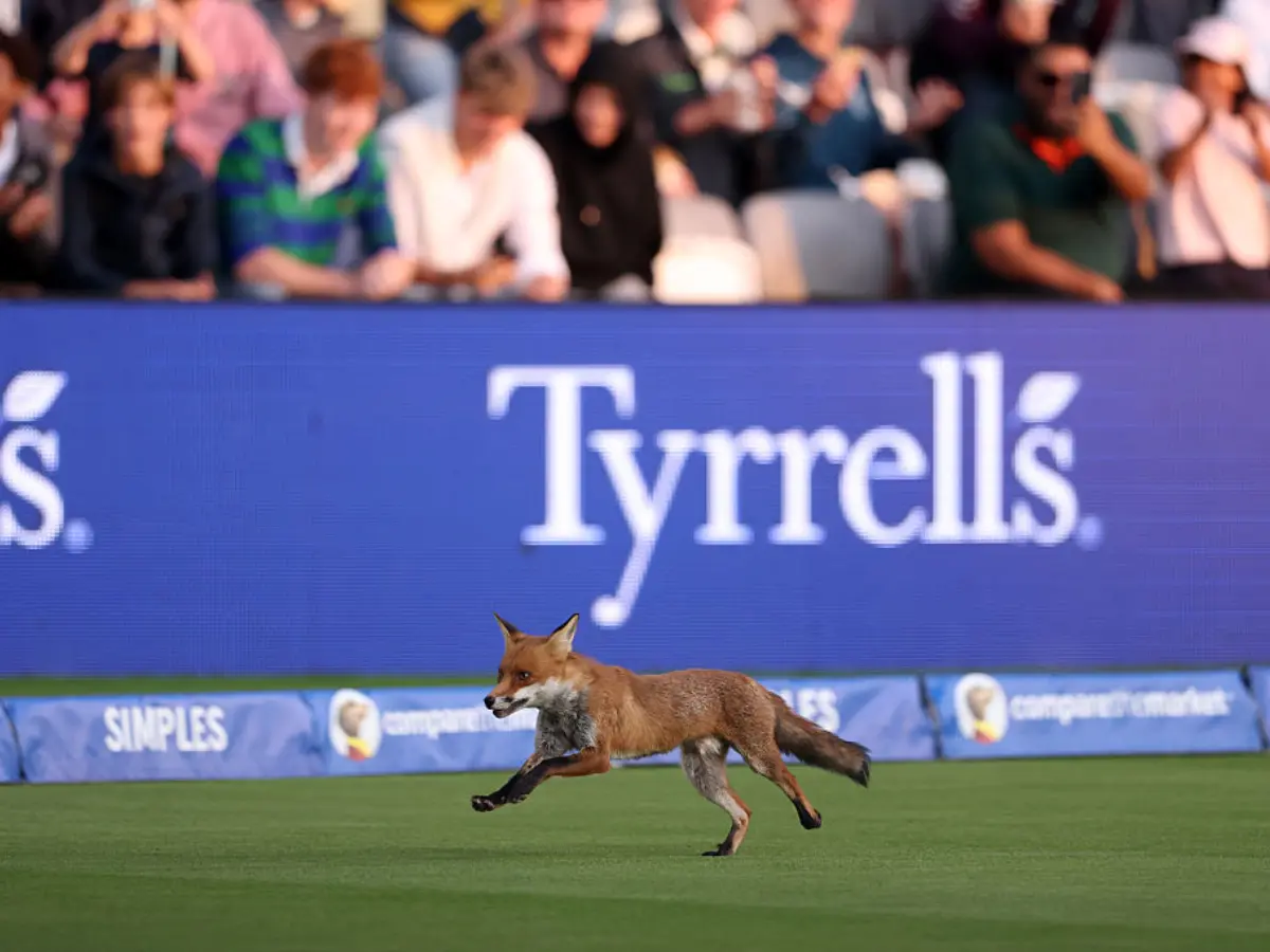 Fox rocks Lord's pitch! Invades The Hundred contest between London Spirit and Oval Invincibles - Watch Fox rocks Lord's pitch! Invades The Hundred contest between London Spirit and Oval Invincibles - Watch