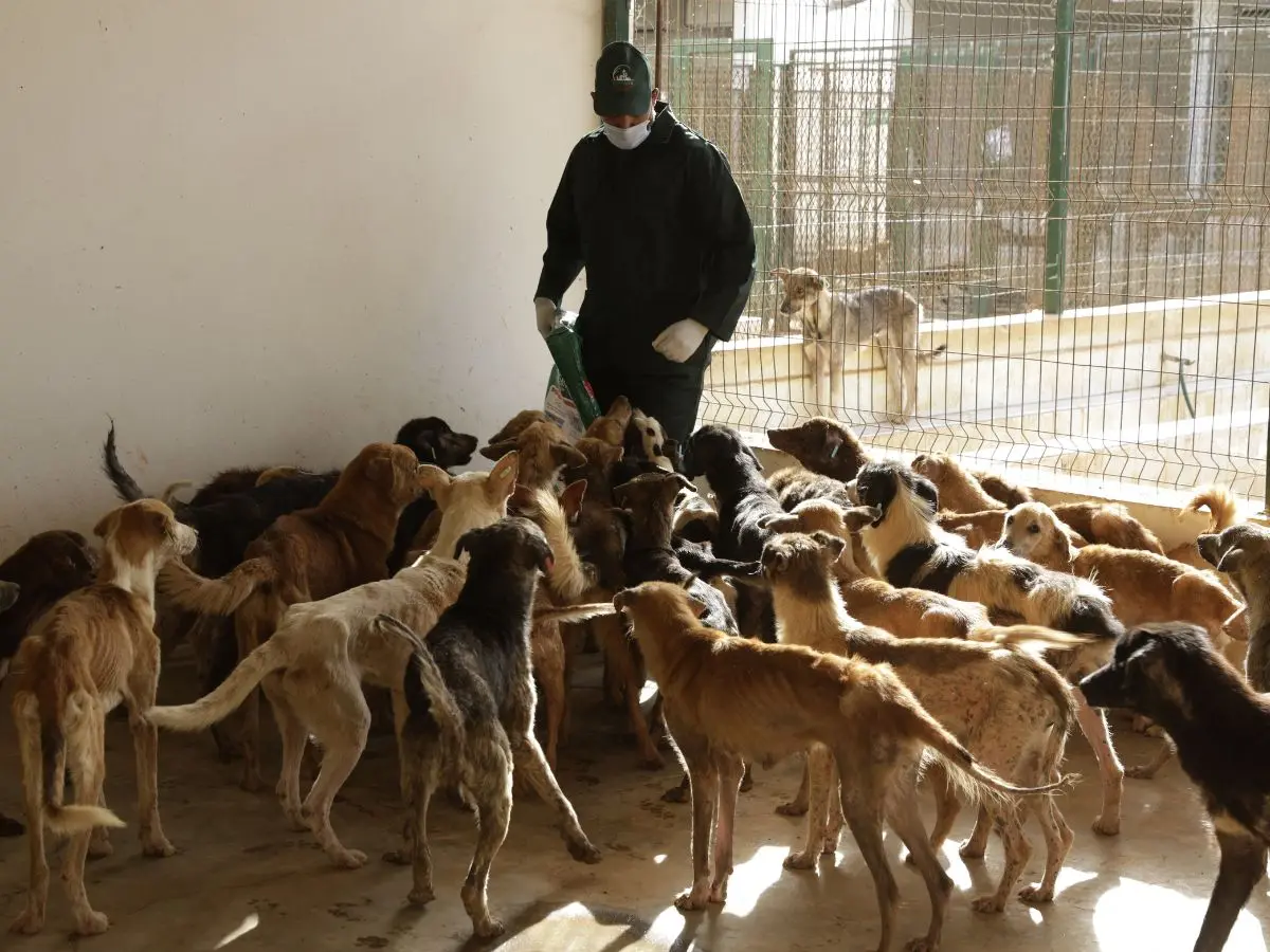 2030 FIFA World Cup host Morocco under pressure to save stray dogs 2030 FIFA World Cup host Morocco under pressure to save stray dogs