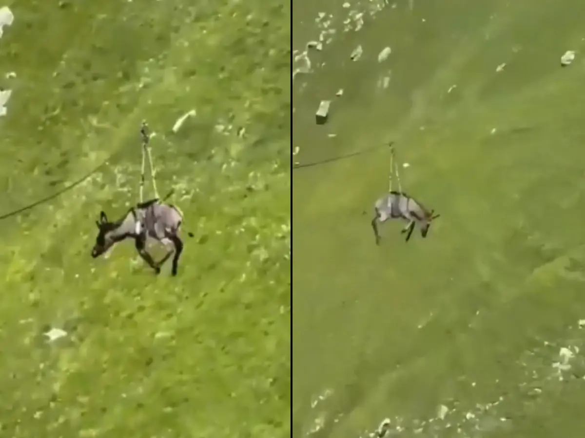 Donkey made to zipline in Russia. Police says, 'no way to tell if it was traumatised or had a great time' Donkey made to zipline in Russia. Police says, 'no way to tell if it was traumatised or had a great time'