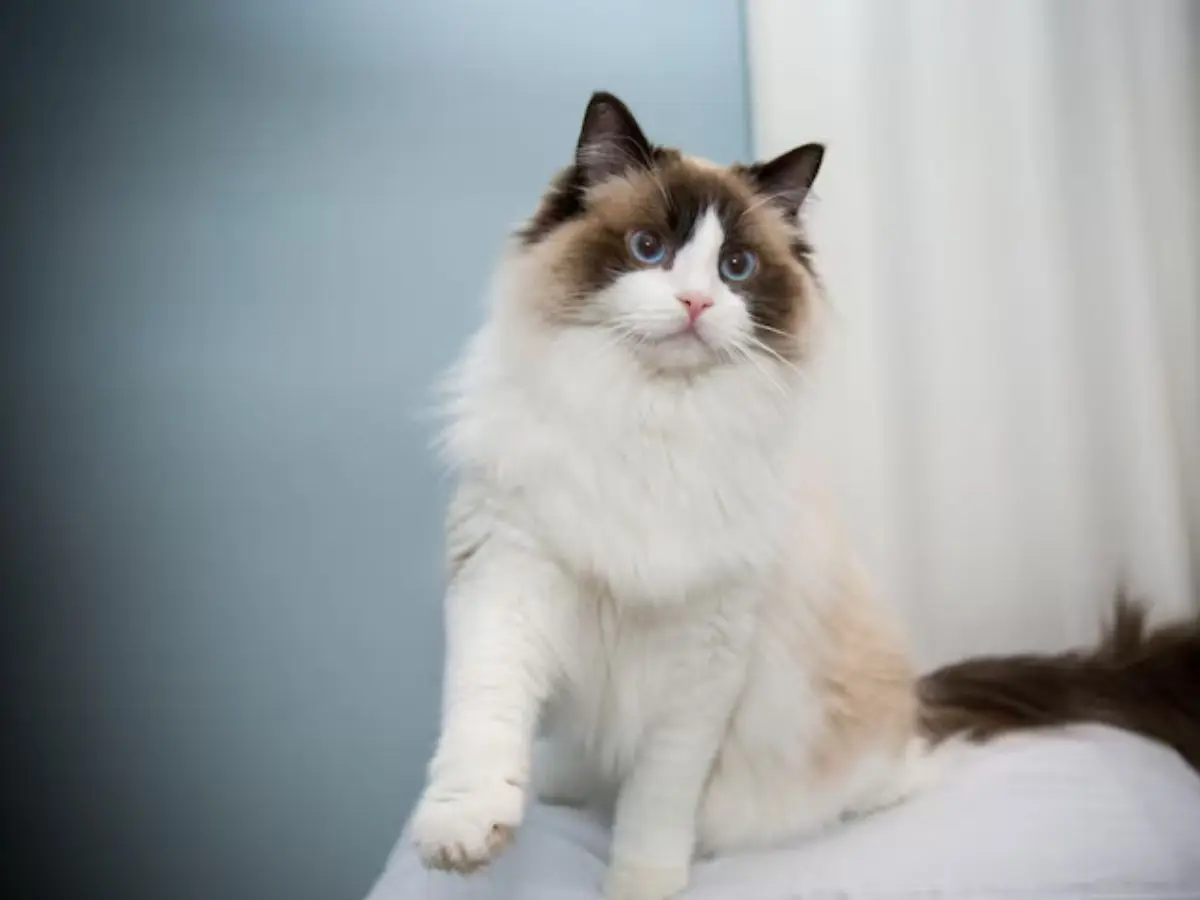 Ragdoll Cat