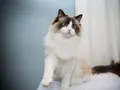 From Ragdoll Cat to Sphynx Cat: 5 friendly cat breeds in the world