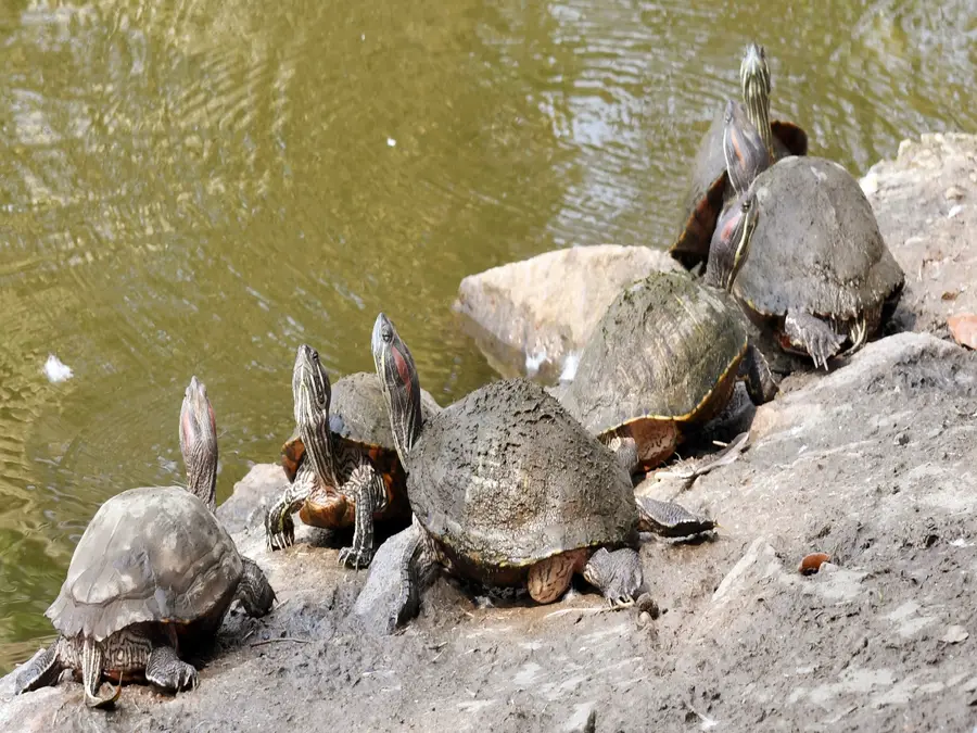 Thousands of live turtles in suitcase: Indian national arrested at Kuala Lumpur airport