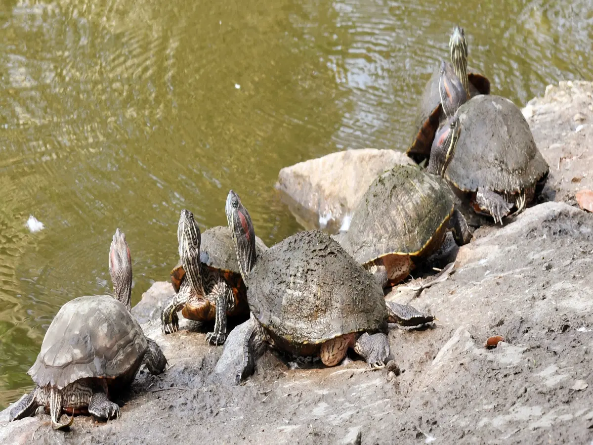 Thousands of live turtles in suitcase: Indian national arrested at Kuala Lumpur airport Thousands of live turtles in suitcase: Indian national arrested at Kuala Lumpur airport