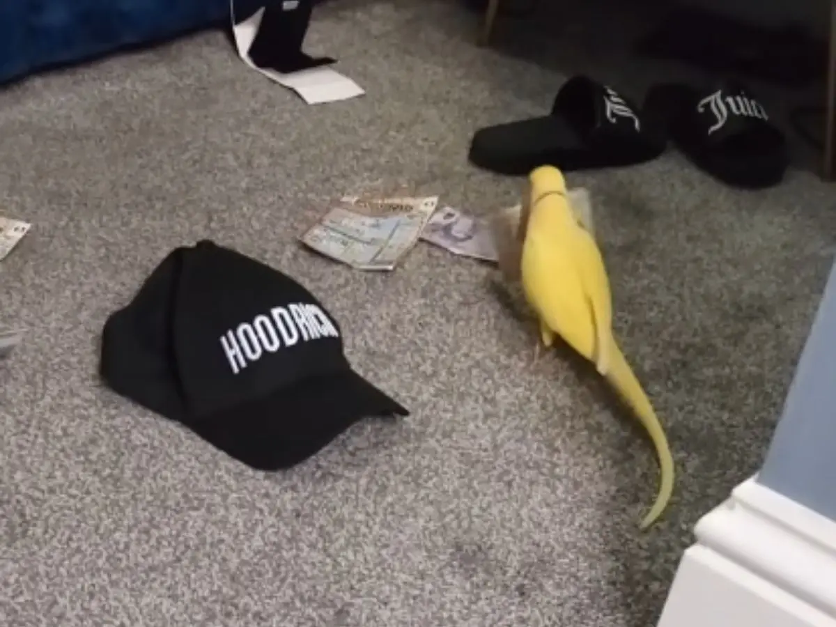 Drug dealer’s talking parrot helps British cops uncover gang’s illegal activities - Here’s how Drug dealer’s talking parrot helps British cops uncover gang’s illegal activities - Here’s how