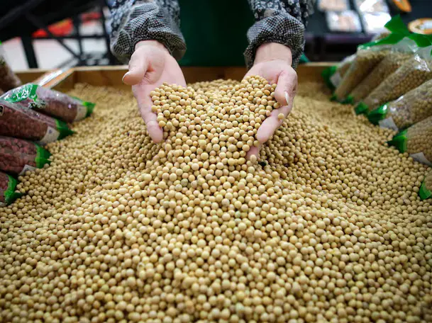 China reshapes soybean trade amid economic slump and rising tensions with the US China reshapes soybean trade amid economic slump and rising tensions with the US
