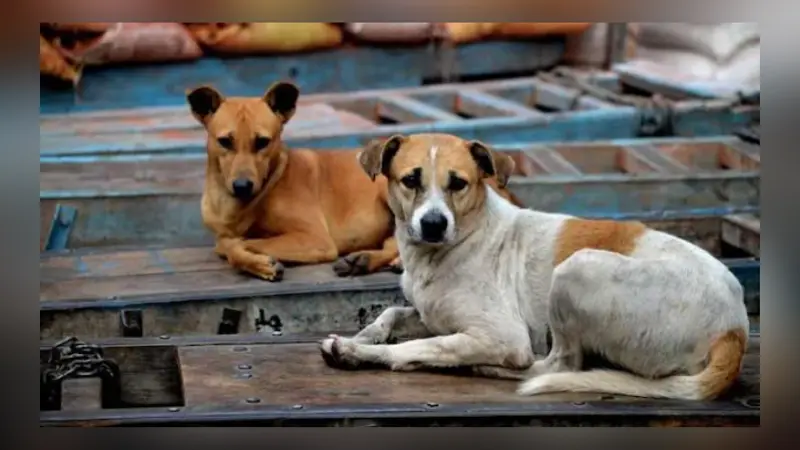 'Will activists bring back those fallen prey to rabies?': Supreme Court orders all stray dogs in Delhi-NCR to be moved to shelters 'Will activists bring back those fallen prey to rabies?': Supreme Court orders all stray dogs in Delhi-NCR to be moved to shelters