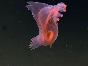 Burgundy and bizarre: Deep-sea creature looks like a roast chicken and eats poop