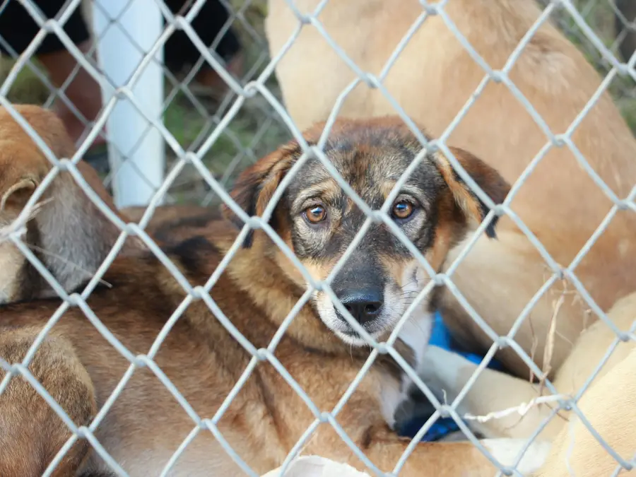 ‘Unscientific, NEVER worked’: PETA slams SC order for removal of 1 million stray dogs in Delhi NCR