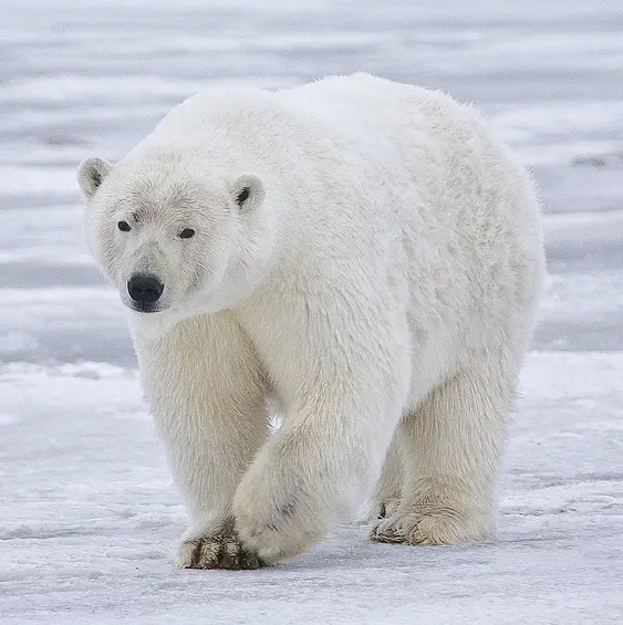 In Alaska, you can see polar bears