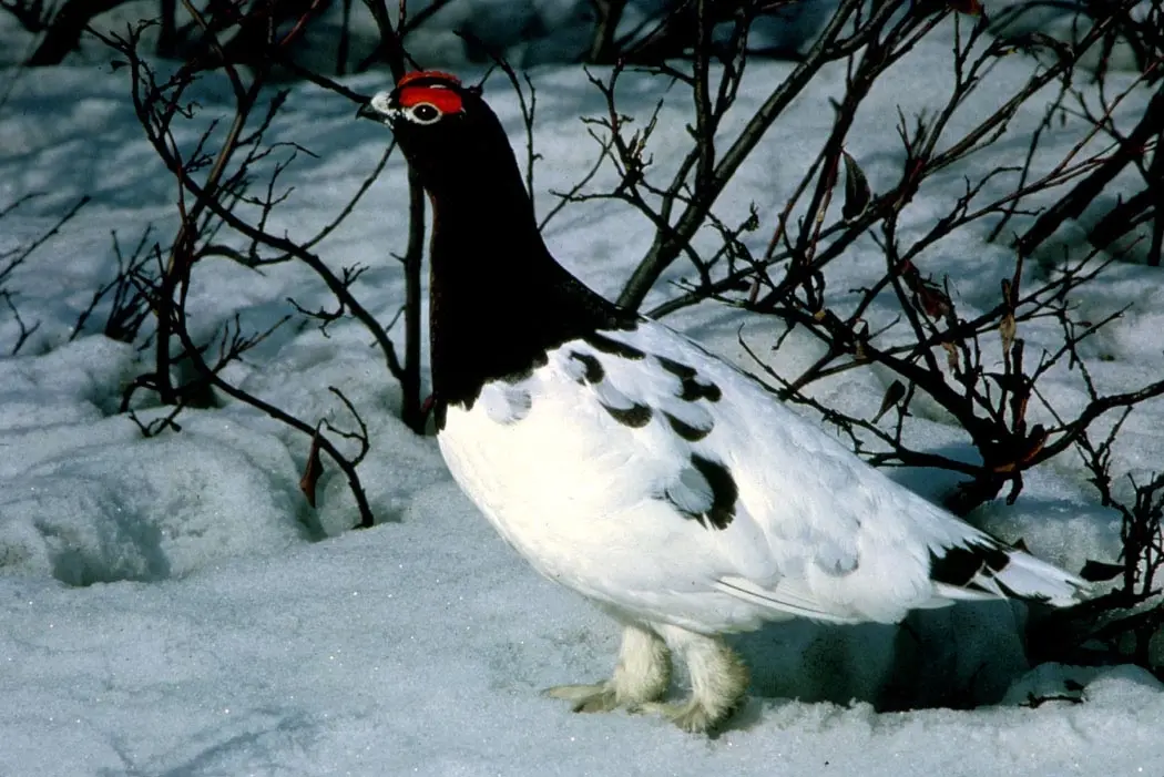 Is the mosquito really the 'state bird' of Alaska?