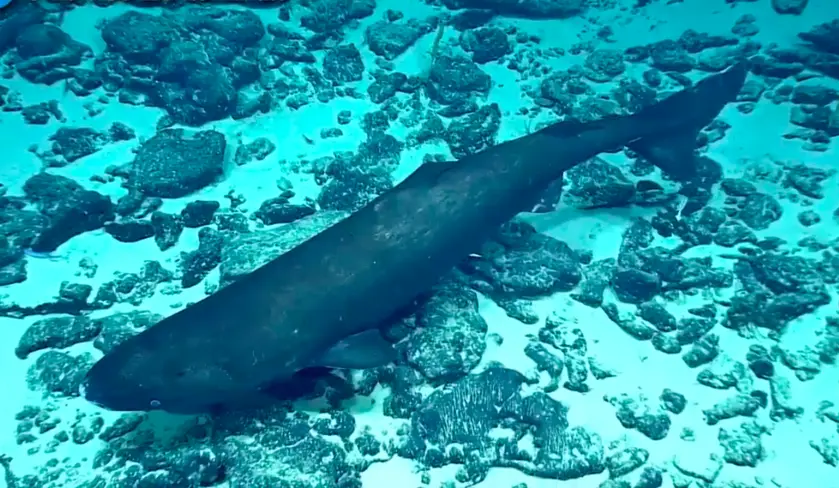 Does Alaska host the Loch Nech Monster?