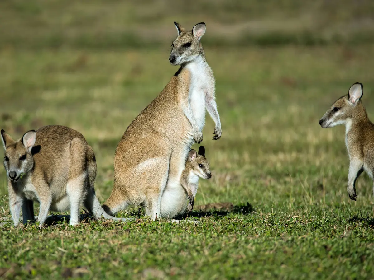 A new bad world for Australian wildlife