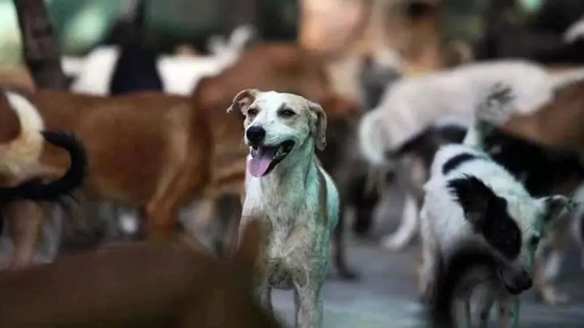 'Undertake a special drive to remove stray dogs': Rajasthan High Court follows suit after Supreme Court order