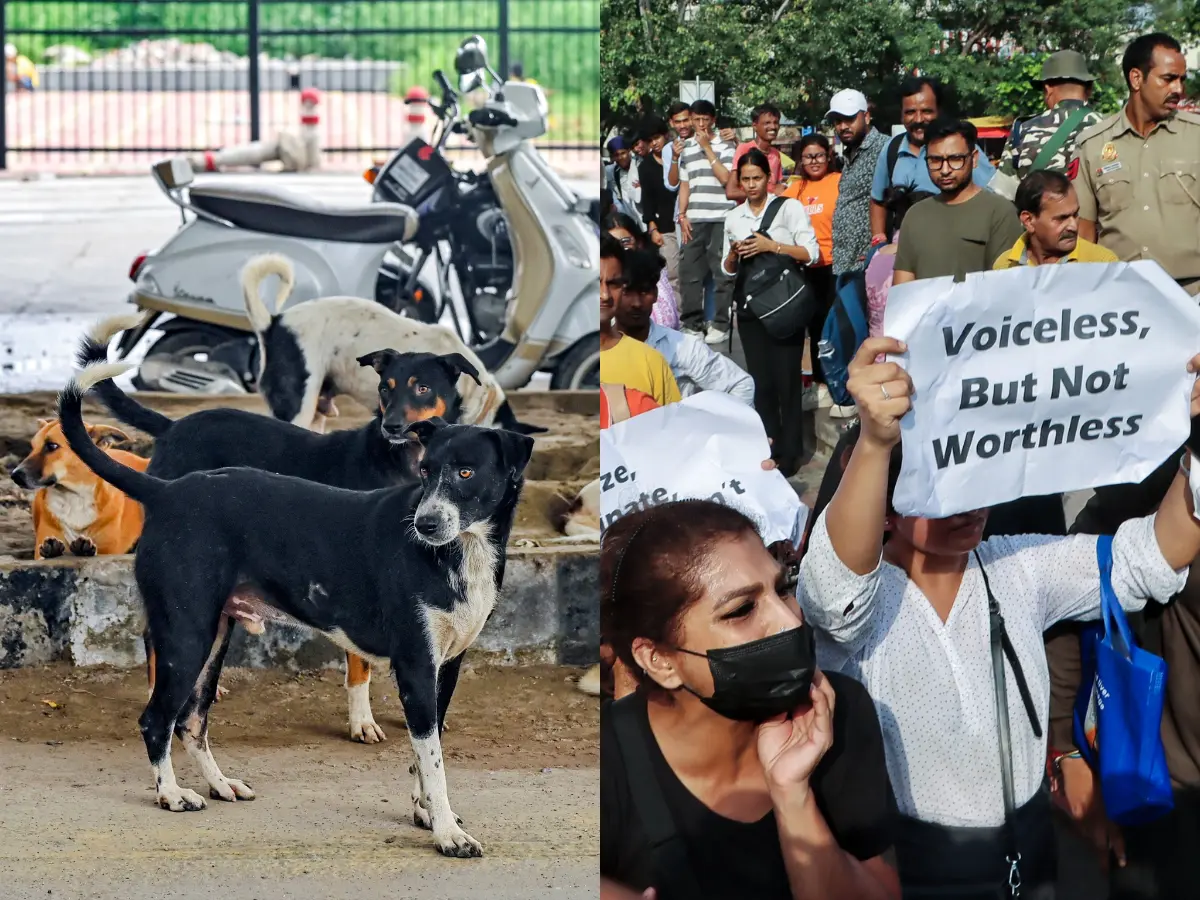 ‘Will look into it’: Chief Justice of India responds to uproar over Supreme Court's Delhi-NCR stray dog ban