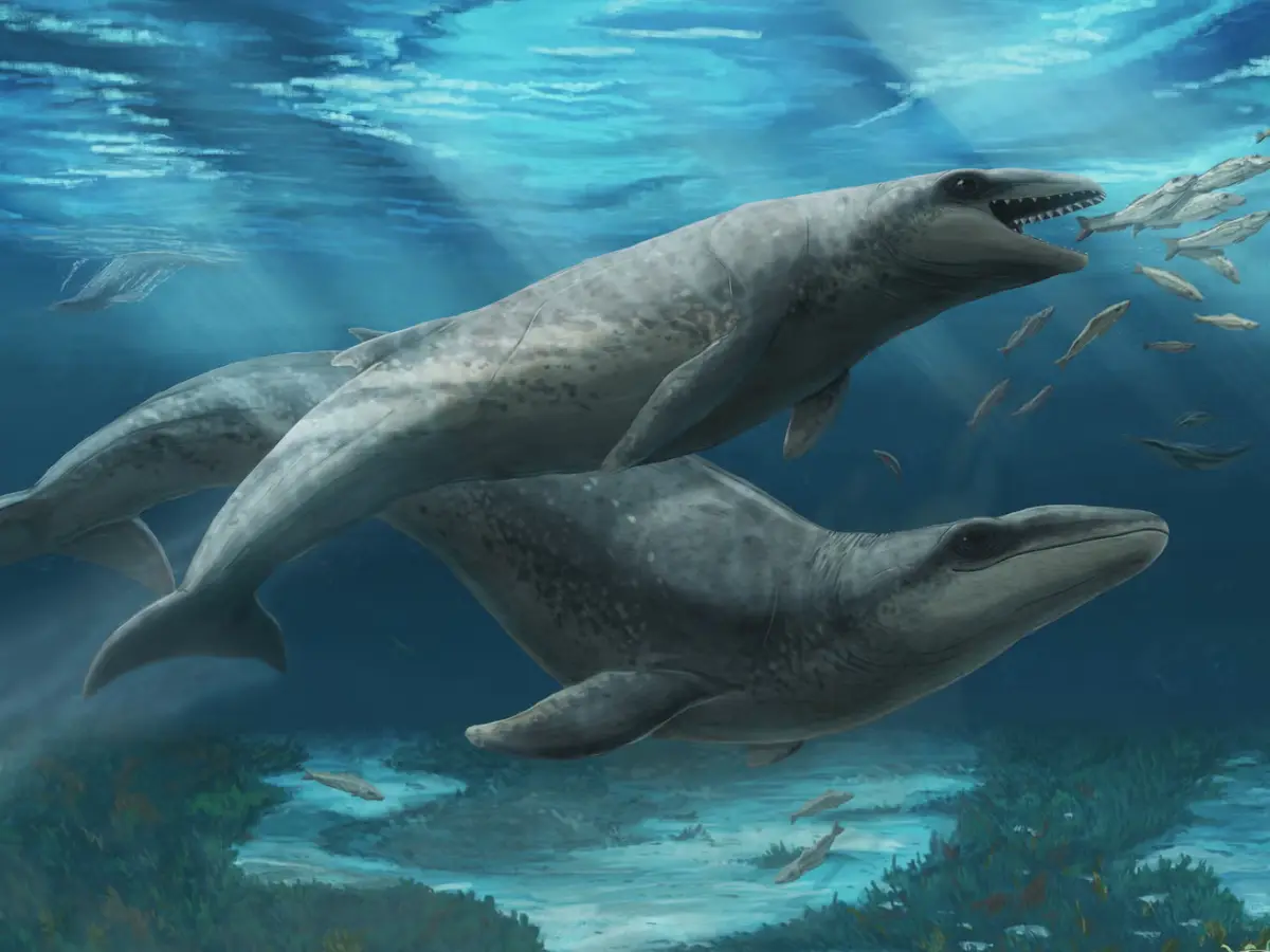 'Small and cute' terrifying predator roamed Australian waters 26 million years ago