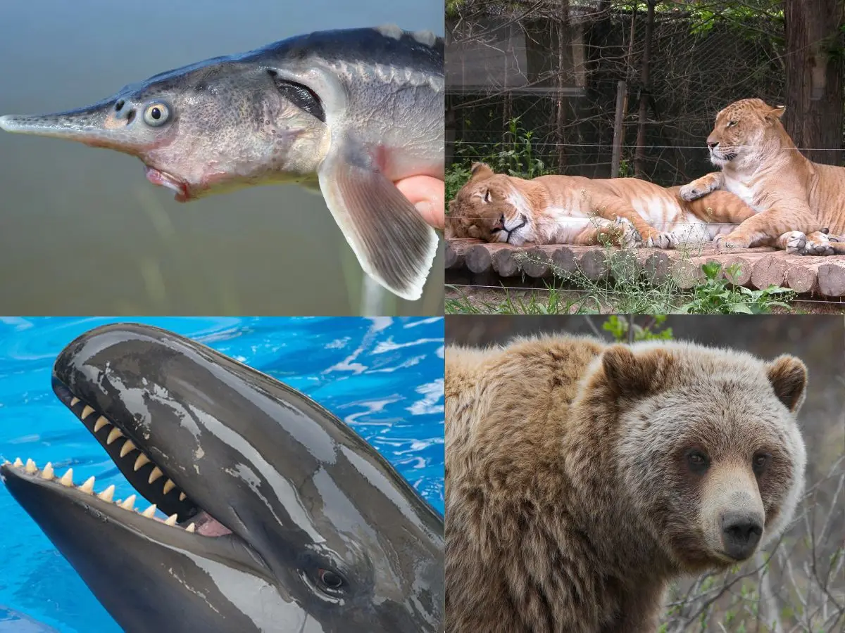 'Created by mistake': 6 real hybrid animals you won’t believe exist