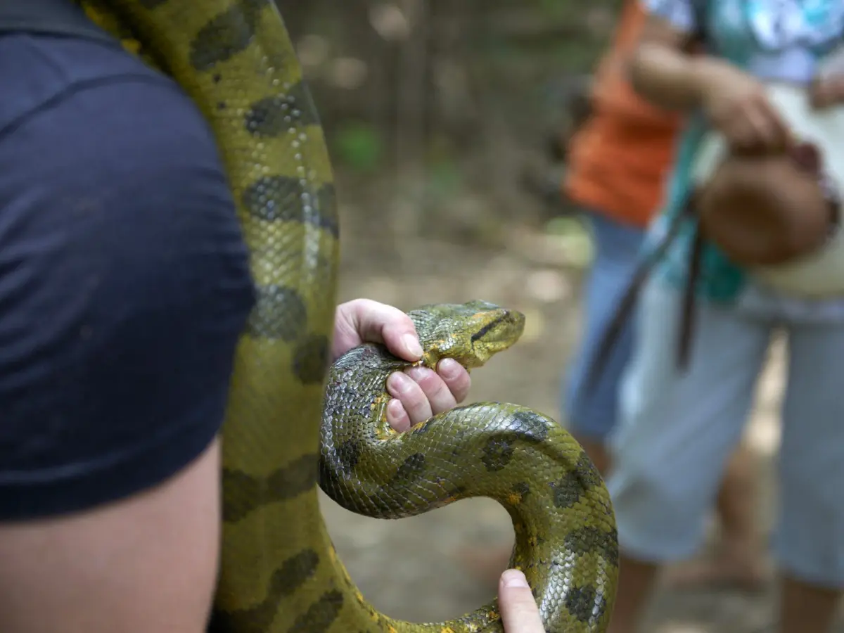 Scientists stumble upon a 20.7 feet green anaconda on TV show. Could 24 foot creatures be next?