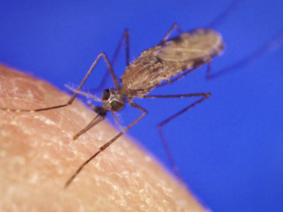 Anopheles Gambiae