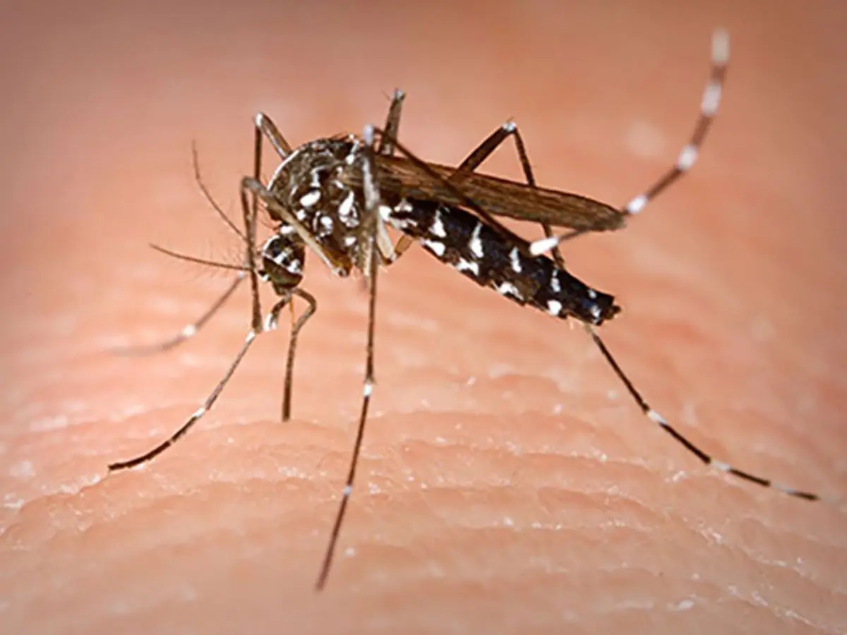 Aedes Albopictus