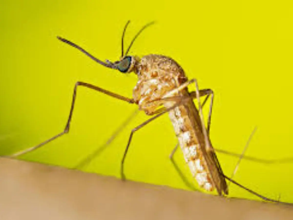 Culex Quinquefasciatus
