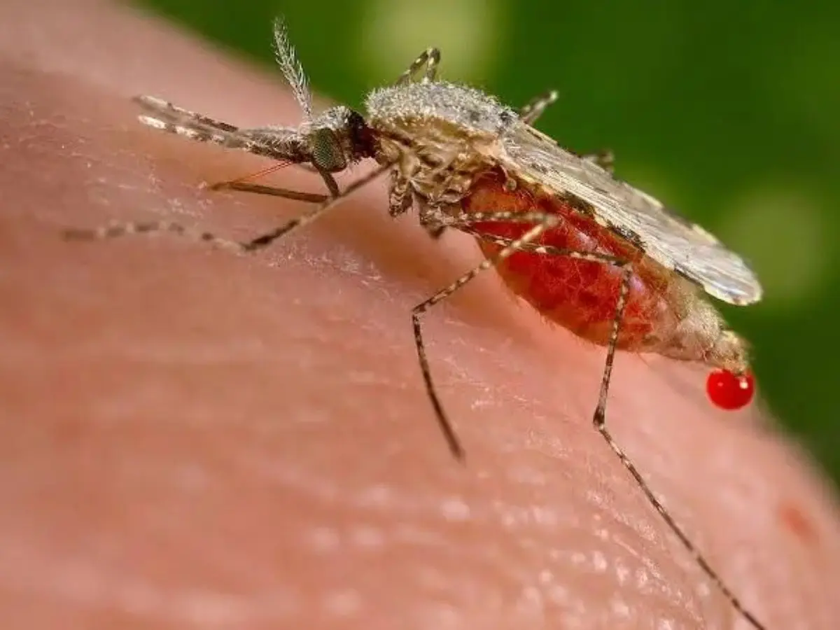 Anopheles stephensi