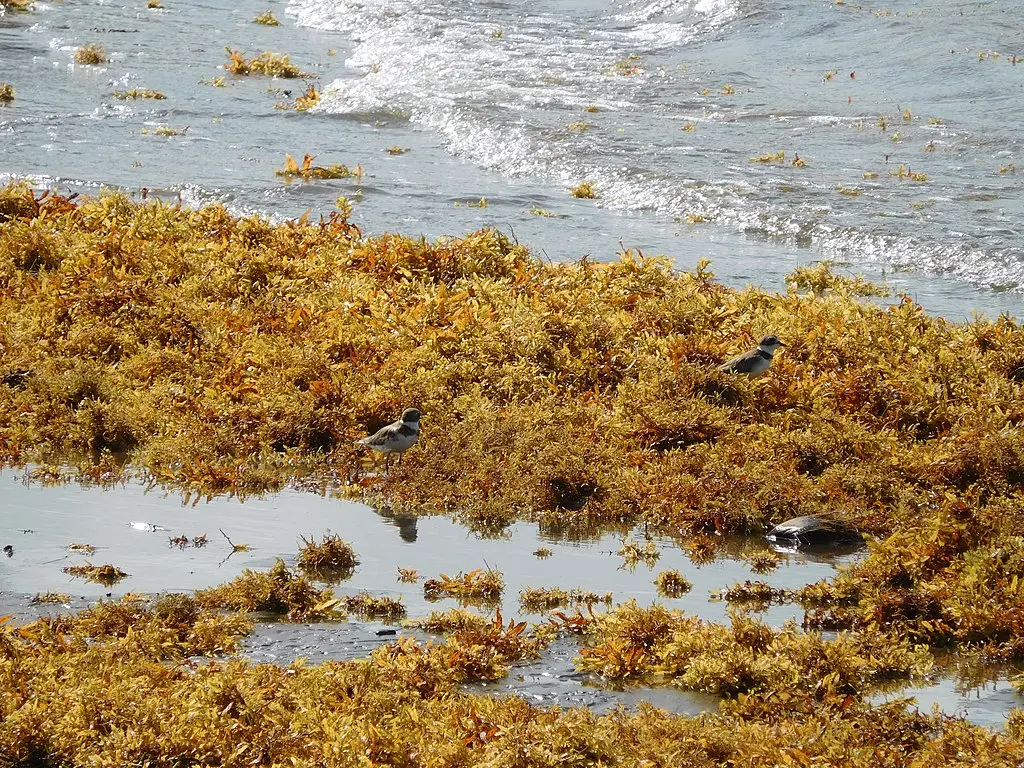 Sargasso Sea, an ecological treasure but home to the North Atlantic Garbage Patch