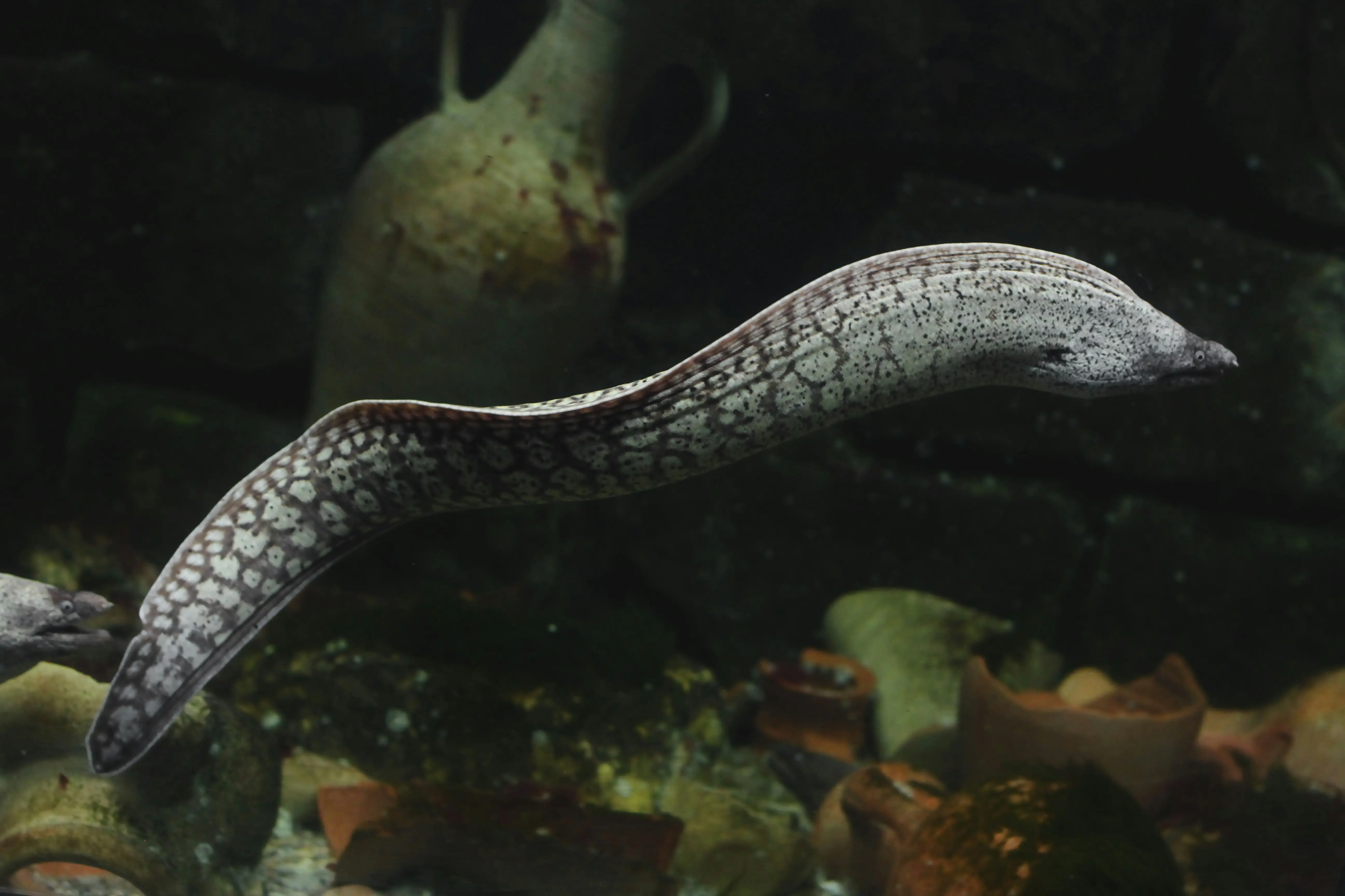 Sargasso Sea critical for several sea creatures