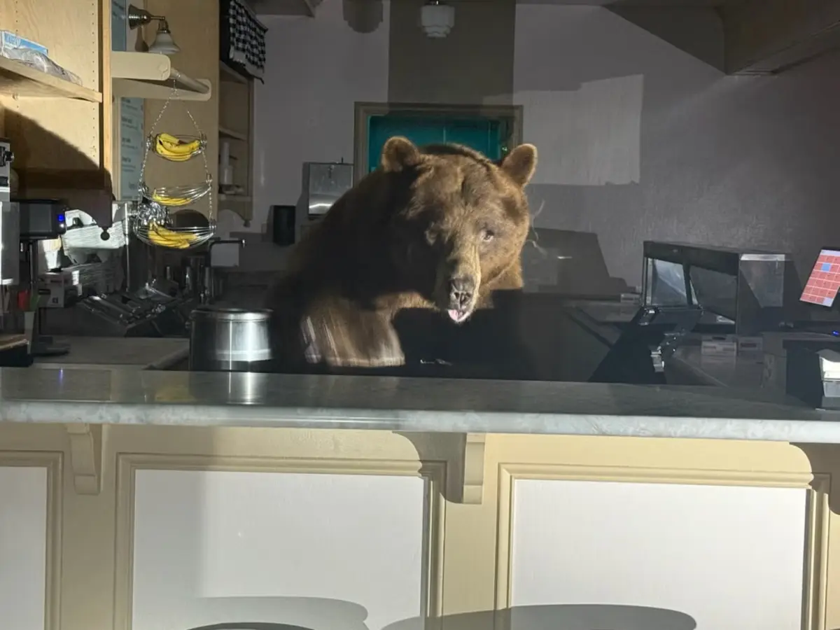 Bear breaks into ice cream shop chooses strawberry over choclate, Tahoe locals stunned Bear breaks into ice cream shop chooses strawberry over choclate, Tahoe locals stunned