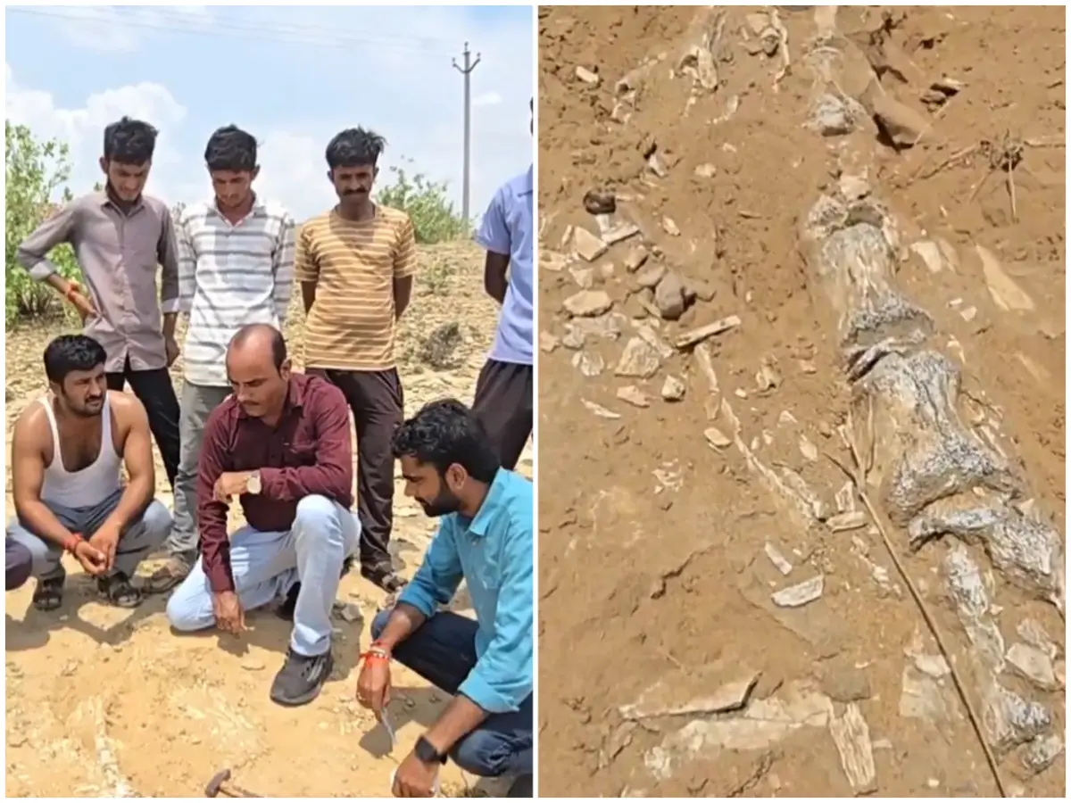 Dinosaur-era fossil? Suspected large skeletal structure unearthed in Rajasthan’s Jaisalmer Dinosaur-era fossil? Suspected large skeletal structure unearthed in Rajasthan’s Jaisalmer