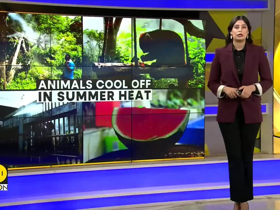 Shanghai heatwave: Ice, mist & AC for suffering animals