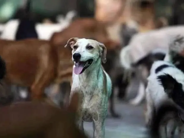 Vaccinated stray dogs to be re-released: Supreme Court order, a relief for dog lovers Vaccinated stray dogs to be re-released: Supreme Court order, a relief for dog lovers