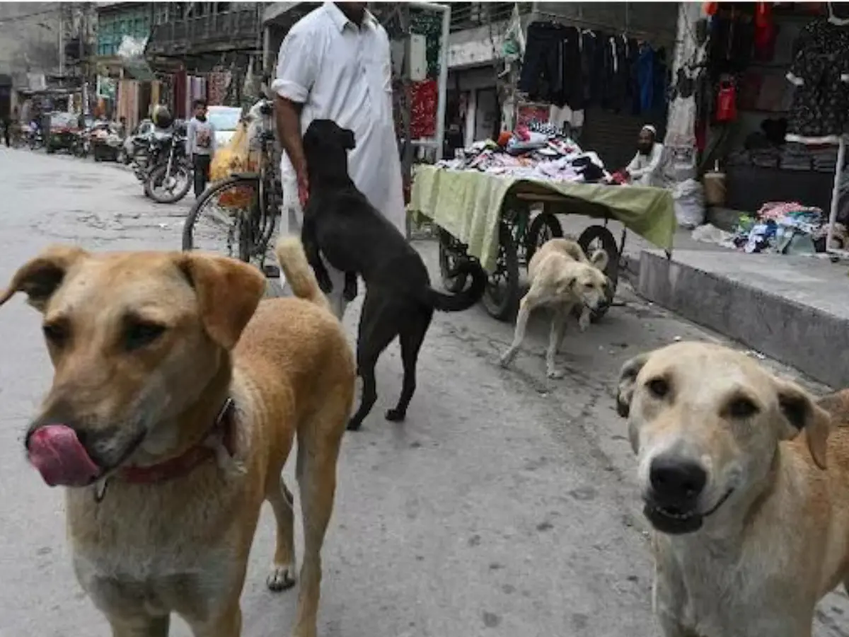 In Supreme Court order, big direction to stray dog feeders | Top points on verdict In Supreme Court order, big direction to stray dog feeders | Top points on verdict