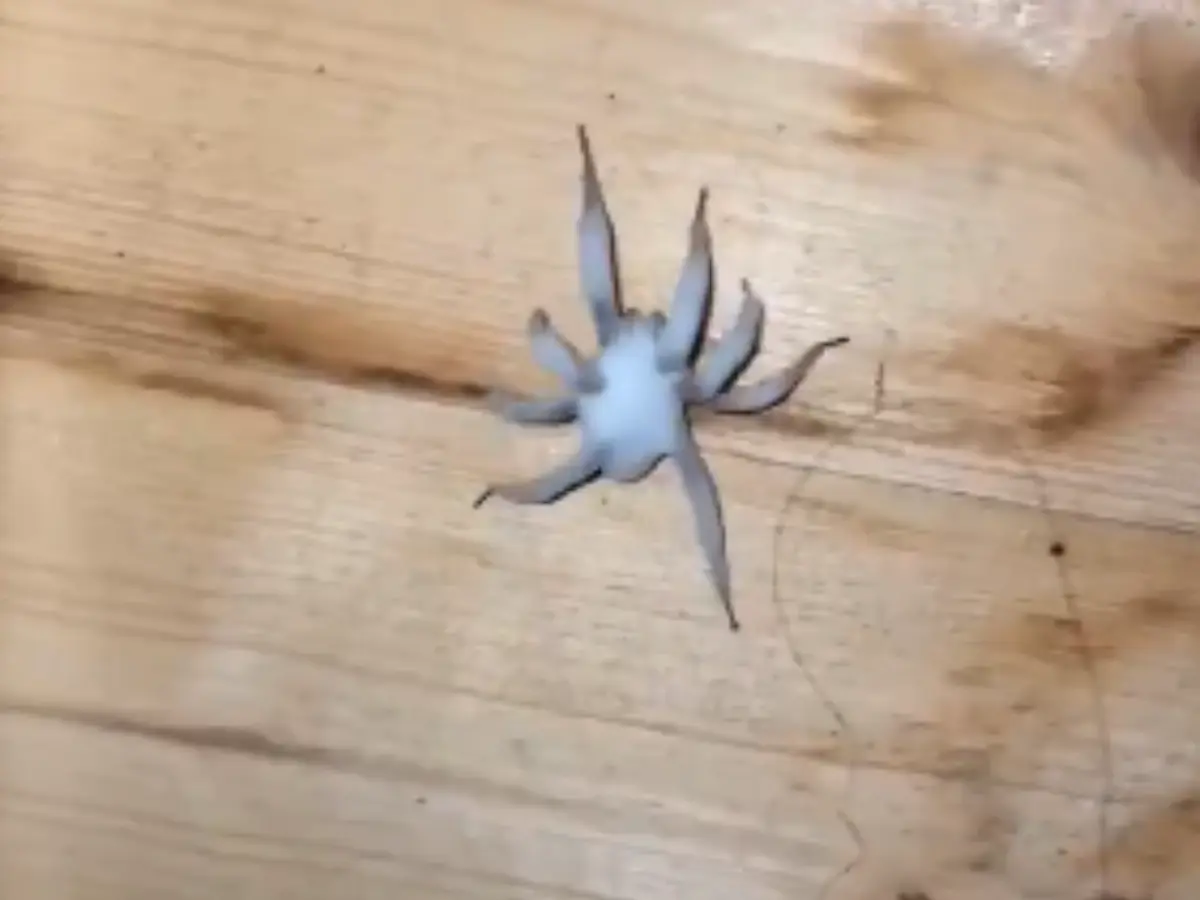 Zombie spiders infected by a fungus invade US homes. People fear 'The Last of Us'-like apocalypse. Can it infect humans?