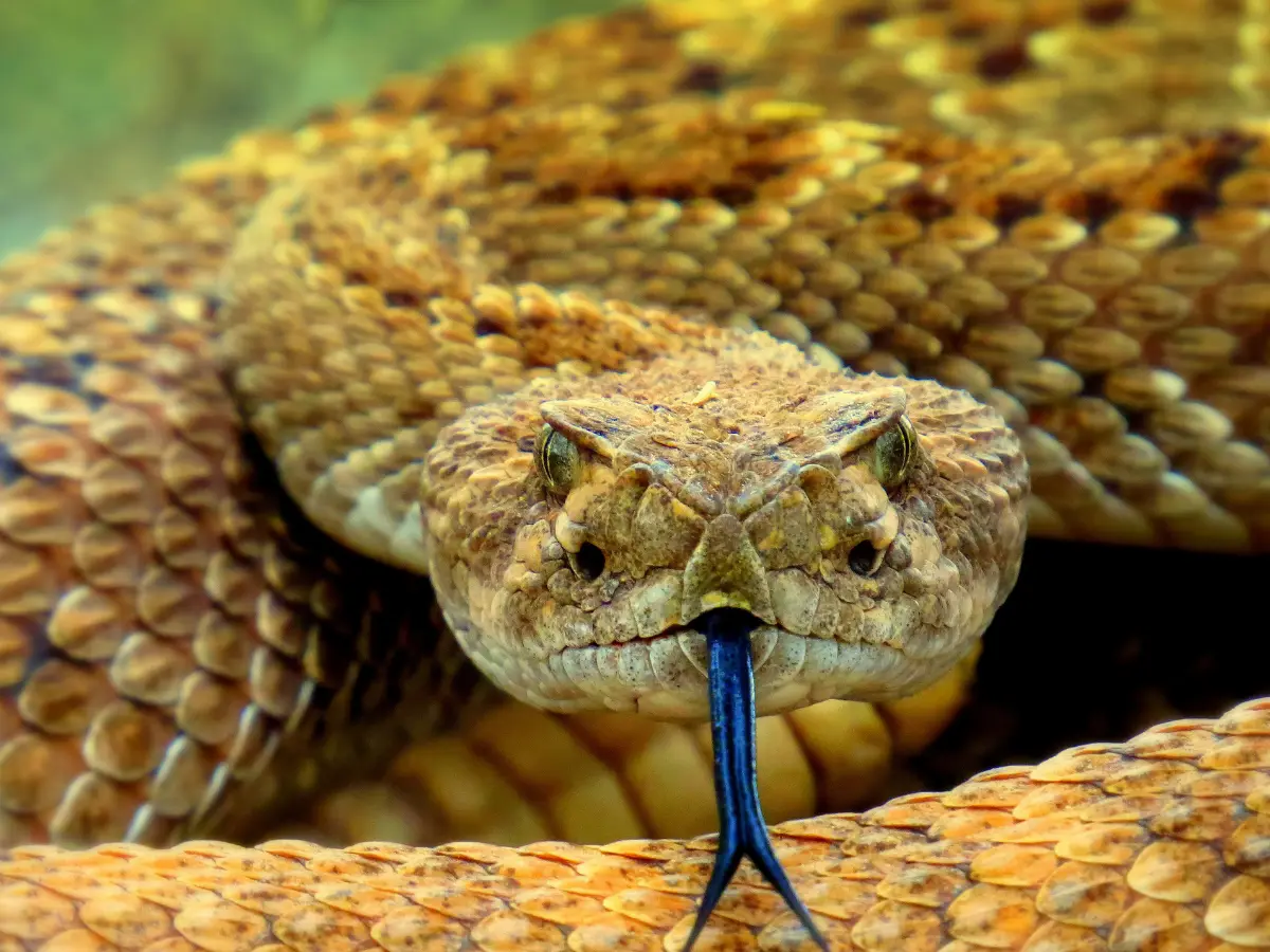 Study of over 1,000 rattlesnakes throws shocking results as human-linked fears are confirmed Study of over 1,000 rattlesnakes throws shocking results as human-linked fears are confirmed