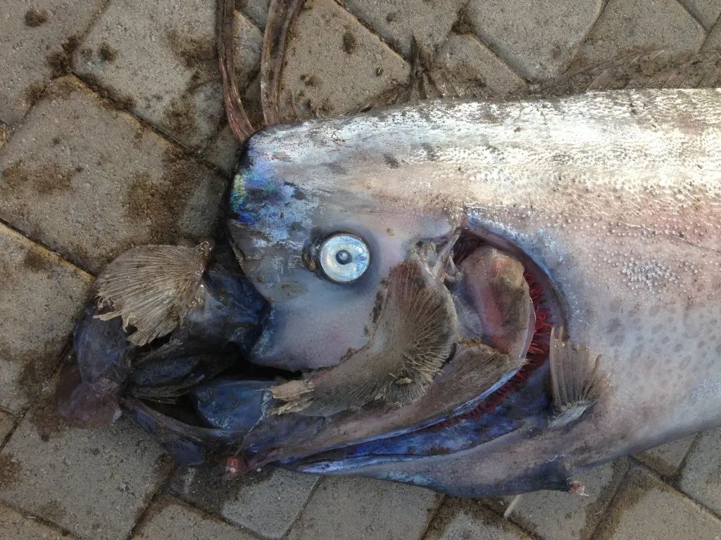 Earthquake hit Los Angeles two days after 'Doomsday Fish' washed ashore