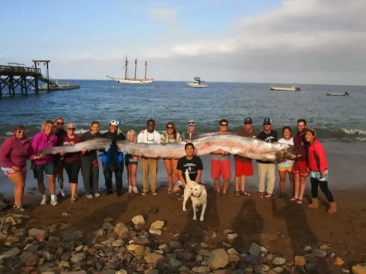 Oarfish gave rise to stories of sea serpents