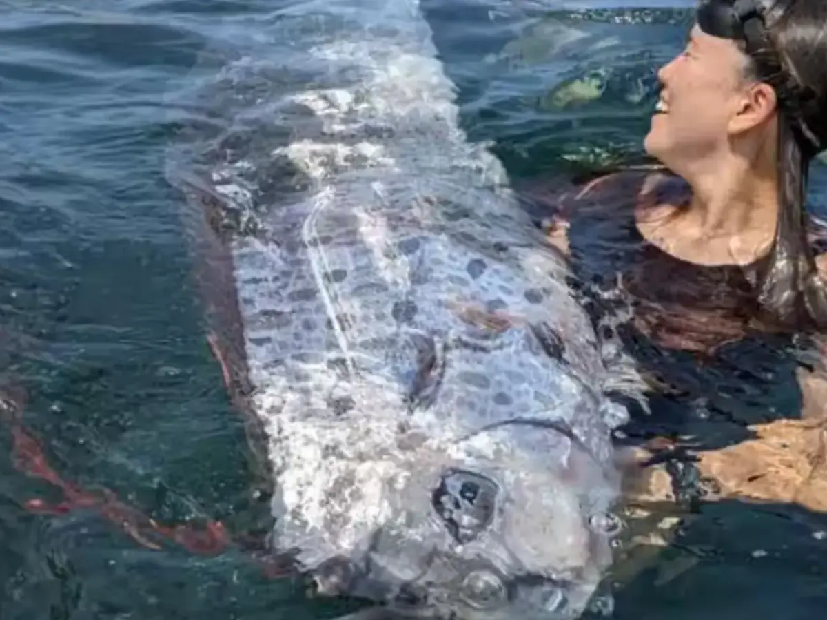 Why do oarfish come to the surface?