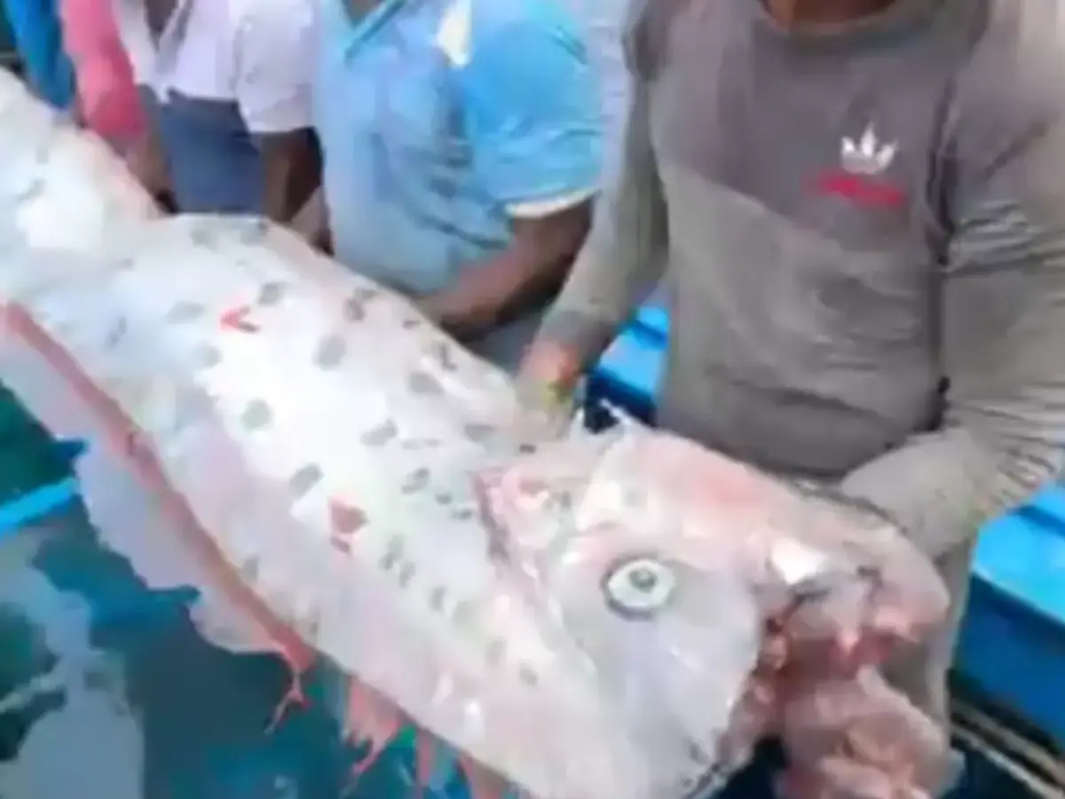 From Japan to India: Four times when the 'Doomsday Fish' appeared and bad things followed