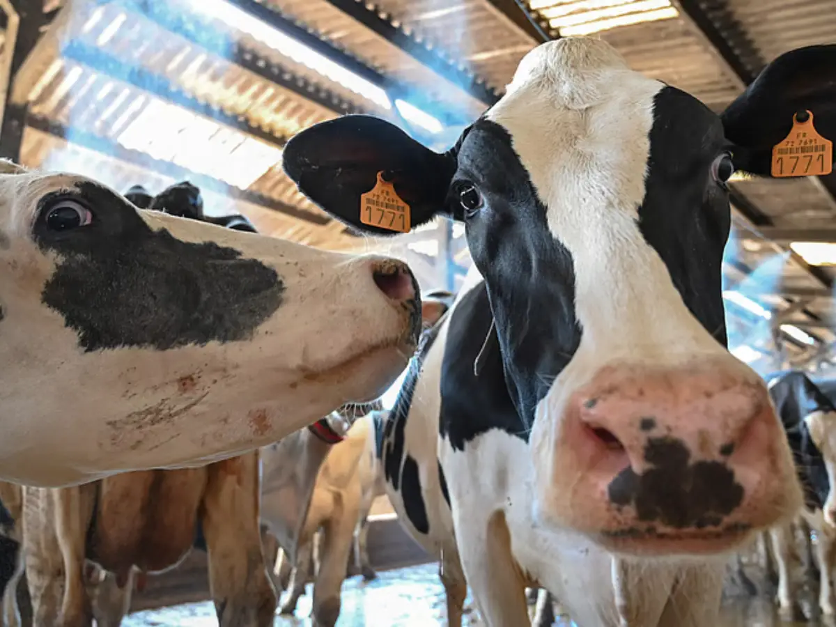 Screwworm outbreak to impact livestock, could cost US $1.8 billion. How? Screwworm outbreak to impact livestock, could cost US $1.8 billion. How?