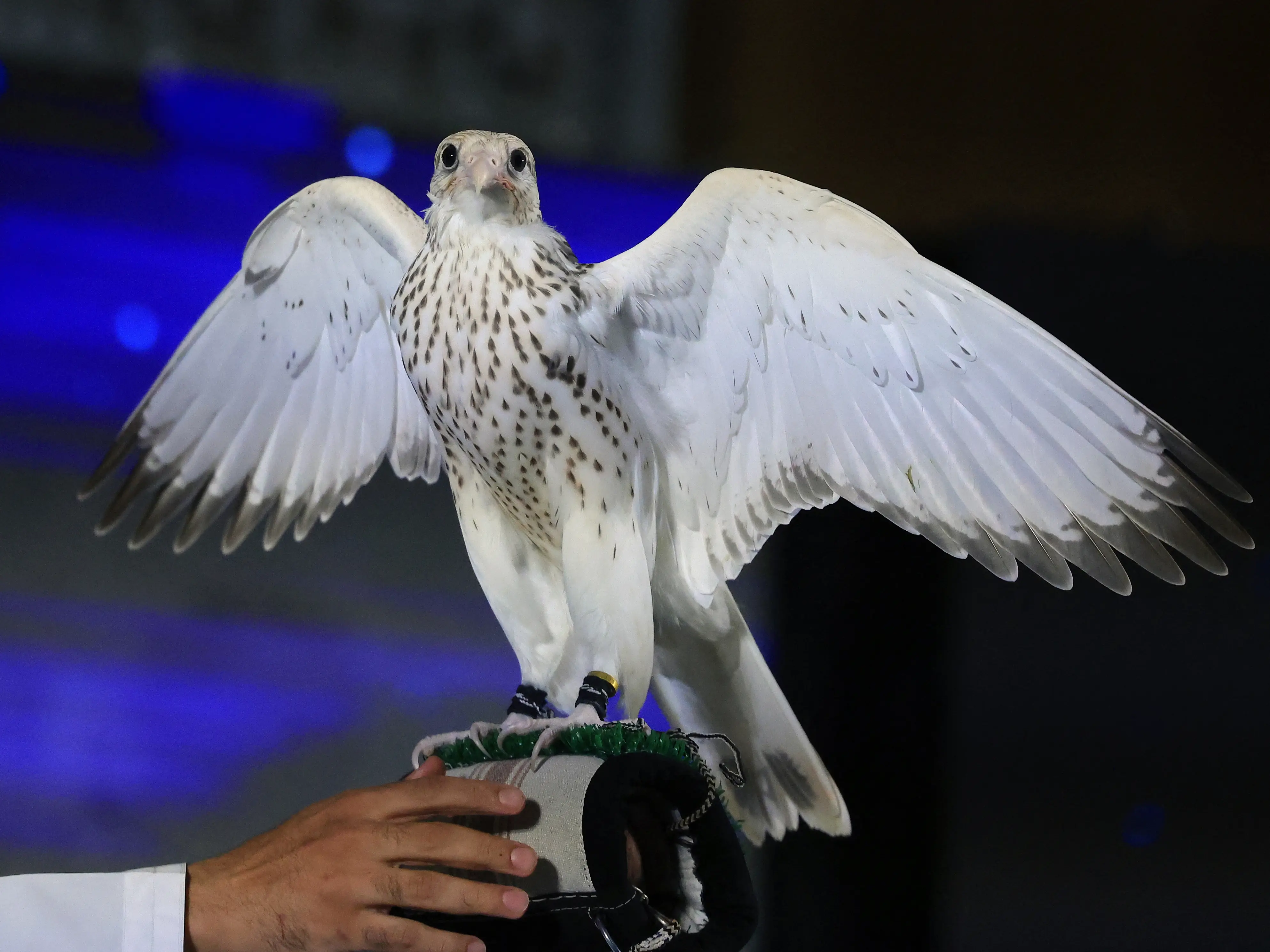 Falcon for nearly $320k? Saudi Arabia auction draws competitive bidding from across the world Falcon for nearly $320k? Saudi Arabia auction draws competitive bidding from across the world