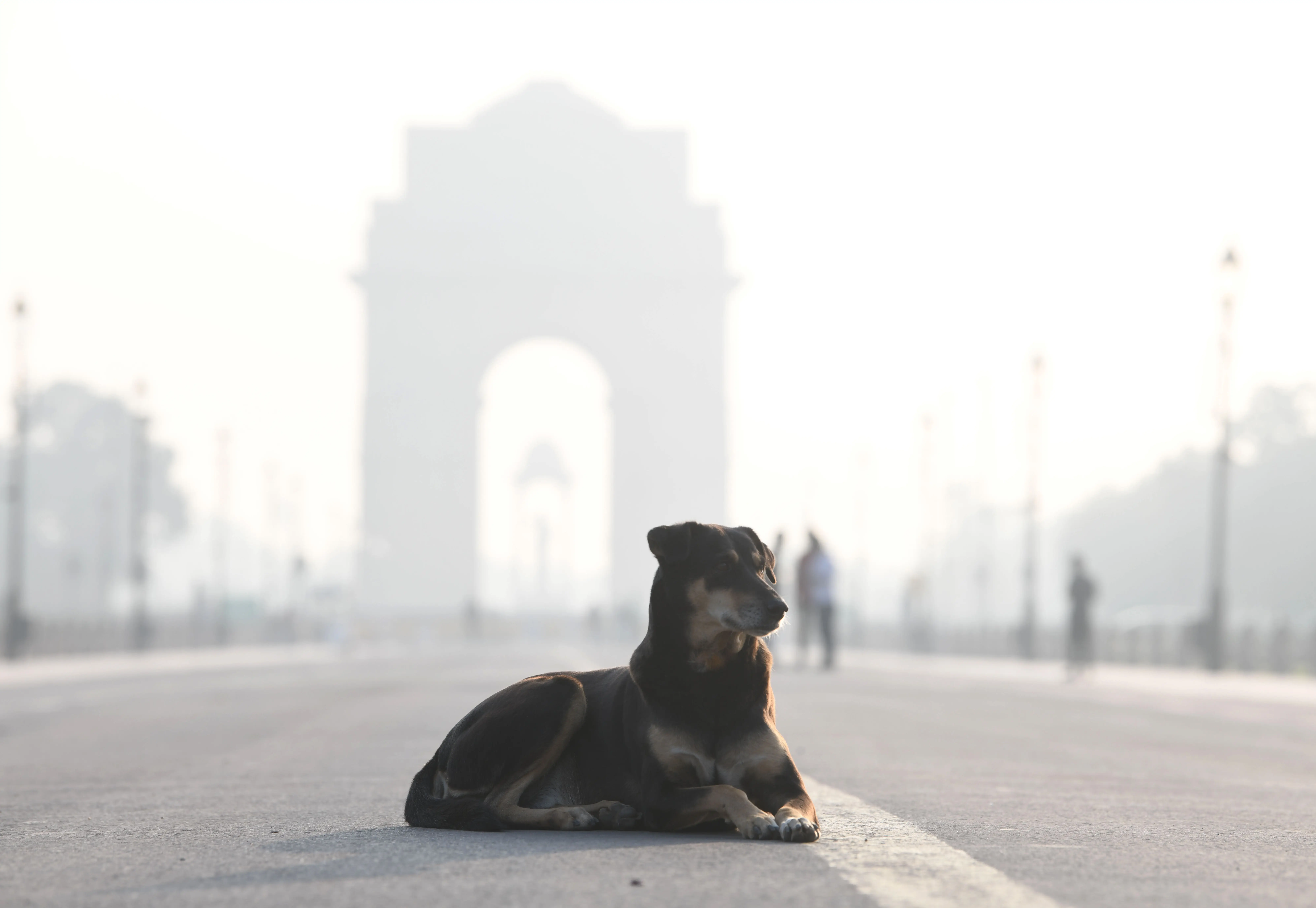 National Dog Day: Delhi's stray dogs caught between love and law | In Pics