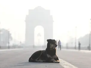 National Dog Day: Delhi's stray dogs caught between love and law | In Pics