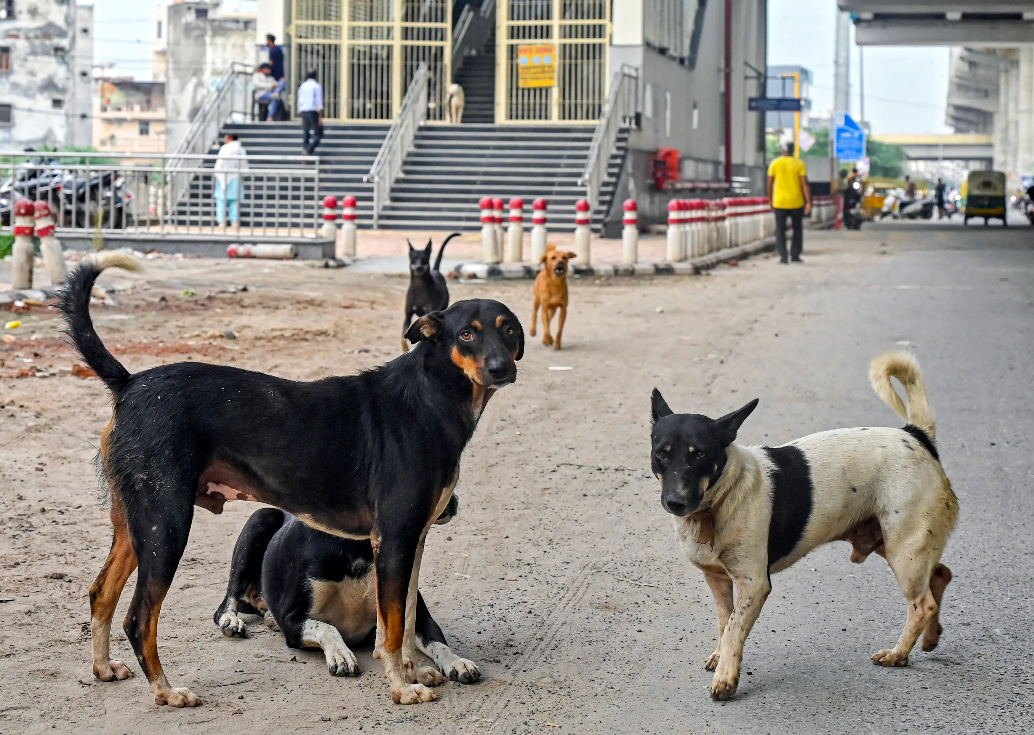 Vaccinated pet dog bite turns fatal: Gujarat woman dies of rabies after delayed treatment