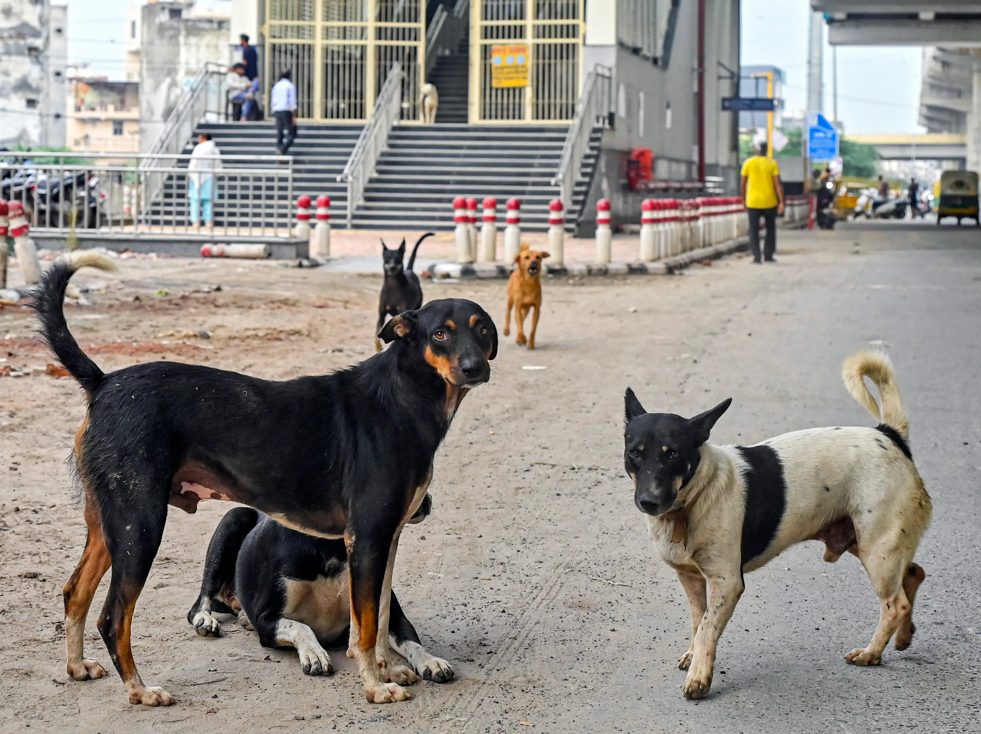 Vaccinated pet dog bite turns fatal: Gujarat woman dies of rabies after delayed treatment Vaccinated pet dog bite turns fatal: Gujarat woman dies of rabies after delayed treatment