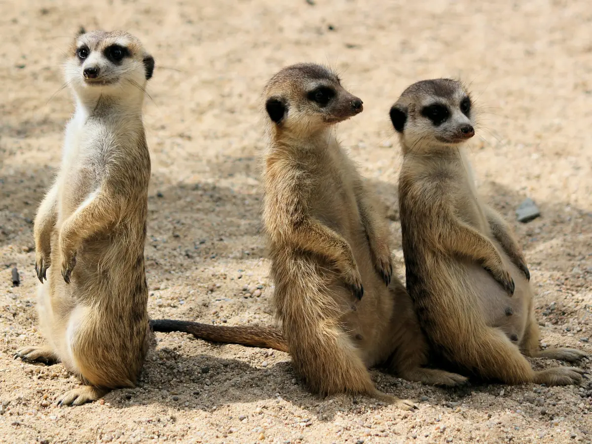 Online ad uncovers illegal wildlife ring: Secret Nules Zoo sheltered 150 exotic animals Online ad uncovers illegal wildlife ring: Secret Nules Zoo sheltered 150 exotic animals