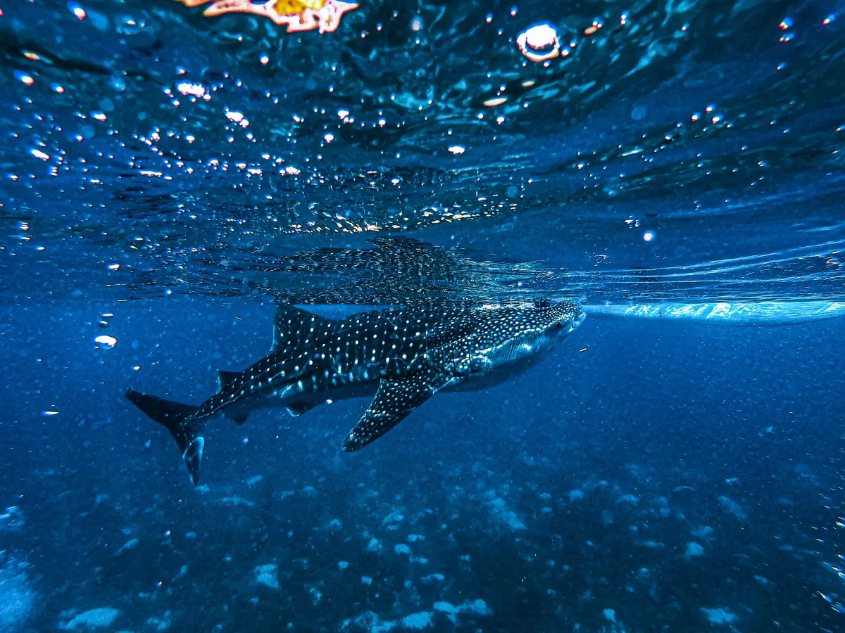 Humans have injured 80% of whale sharks in THIS popular tourist waters Humans have injured 80% of whale sharks in THIS popular tourist waters